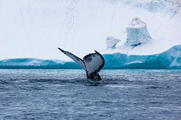 Expeditie cruise Groenland, Newfoundland en St Lawrence Rivier 