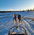 Wintersport in Noorwegen en Zweden met Joey