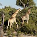 Safari's
