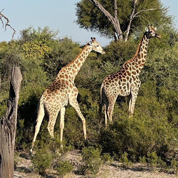 Safari's